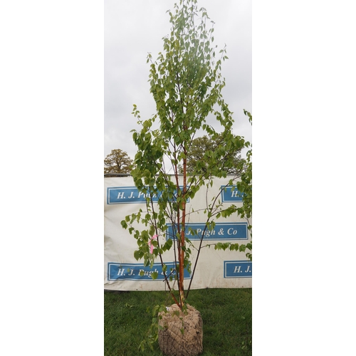 576 - Betula Fascination rootball 13ft - 1