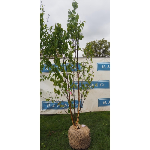 577 - Betula Fascination rootball 8ft - 1