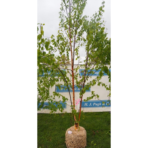 578 - Betula Fascination rootball 12ft - 1