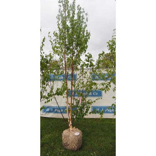 579 - Betula Fascination rootball 12ft - 1