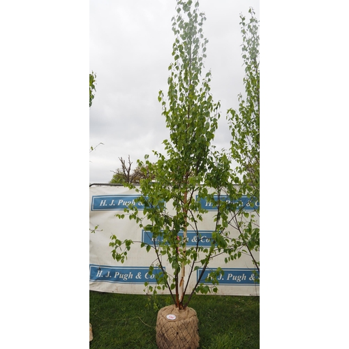 580 - Betula Fascination rootball 12ft - 1