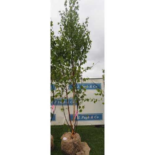 581 - Betula Fascination rootball 12ft - 1