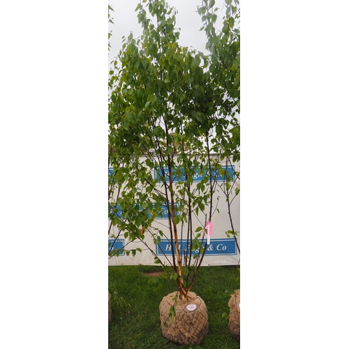 582 - Betula Fascination rootball 10ft - 1