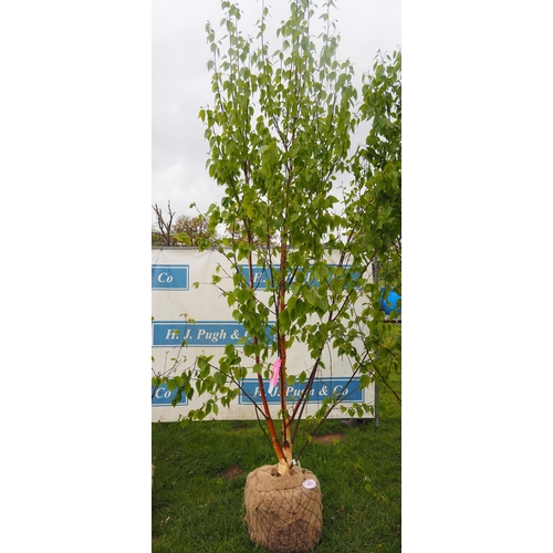 583 - Betula Fascination rootball 10ft - 1