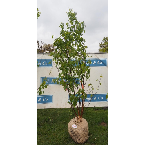 584 - Betula Fascination rootball 8ft - 1