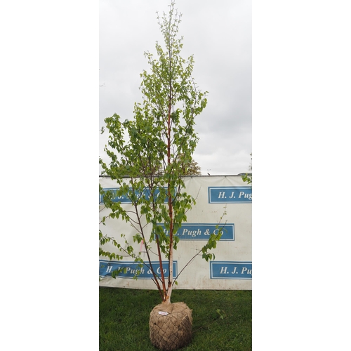 585 - Betula Fascination rootball 14ft - 1