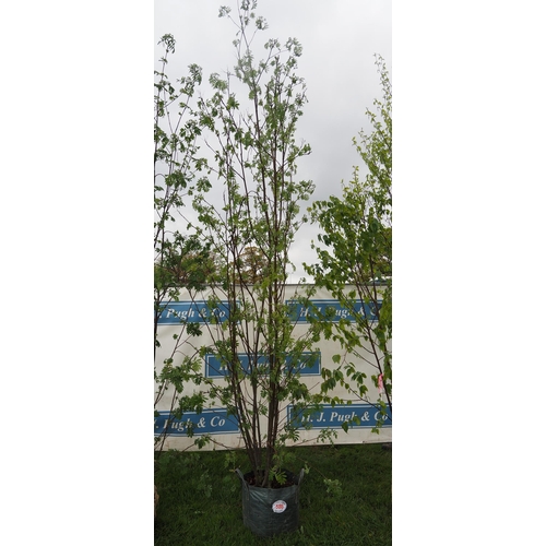 586 - Sorbus Aucuparia 14ft - 1