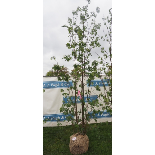 587 - Sorbus Aucuparia rootball 12ft - 1