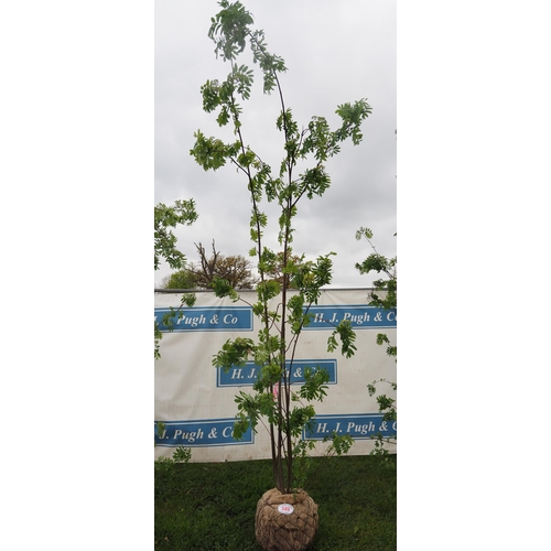 588 - Sorbus Aucuparia rootball 12ft - 1