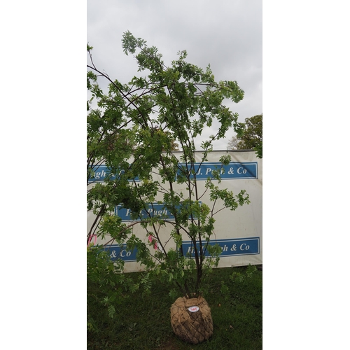 589 - Sorbus Aucuparia rootball 12ft - 1