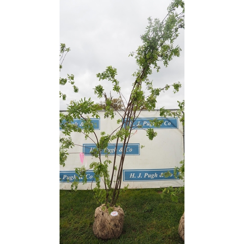 591 - Sorbus Aucuparia rootball 12ft - 1