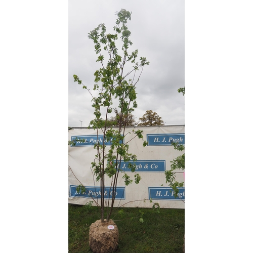 592 - Sorbus Aucuparia rootball 12ft - 1