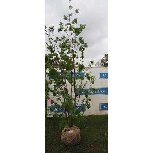 593 - Sorbus Aucuparia rootball 12ft - 1