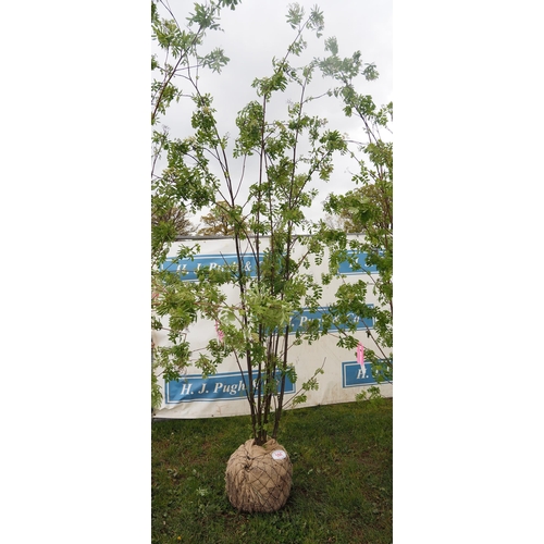 594 - Sorbus Aucuparia rootball 12ft - 1