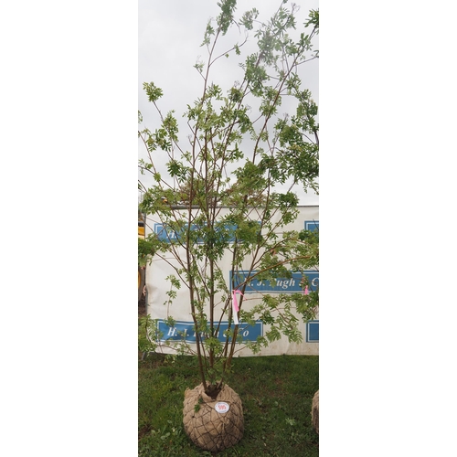 595 - Sorbus Aucuparia rootball 12ft - 1