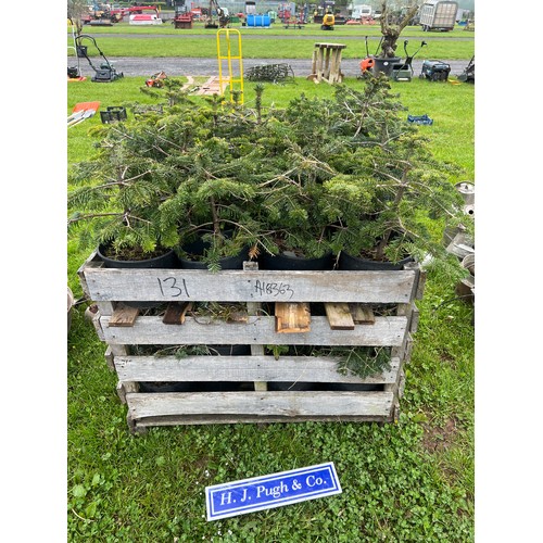 131 - Nordmann Fir pot grown trees - 40