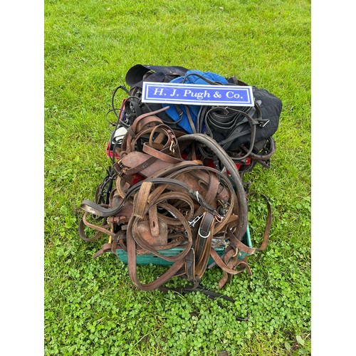 138 - Various horse harnesses