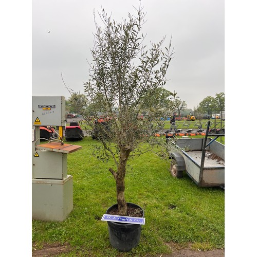 142 - Standard Olive tree 7ft - 1