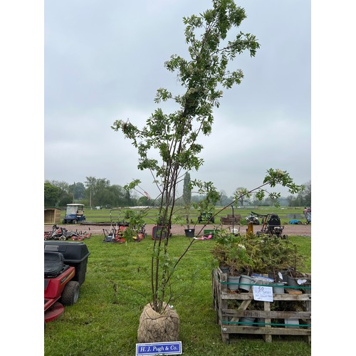 179 - Sorbus Aucuparia rootball 12ft - 1