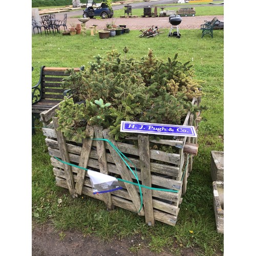 210 - Blue Spruce pot grown trees - 50