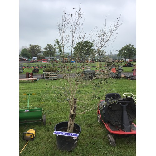 266 - Standard olive tree 8ft - 1