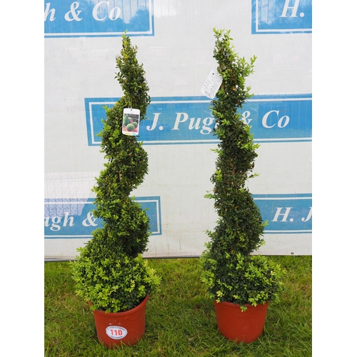 110 - Spiral Buxus plants 5ft - 2