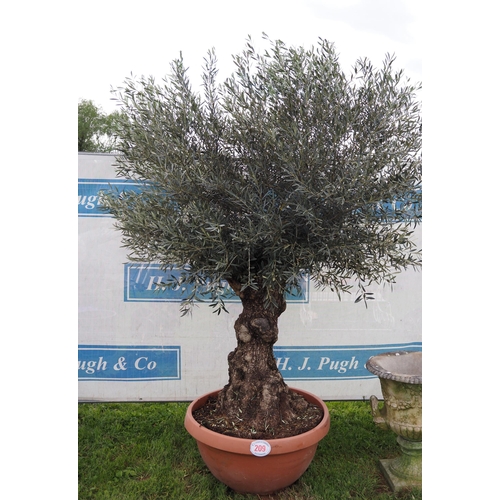 Ancient Olive tree 10ft - 1