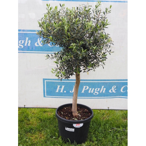 29 - Standard Olive tree 5ft - 1