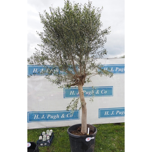 36 - Standard Olive tree 12ft - 1