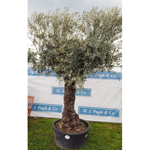 Ancient Olive tree 12ft - 1