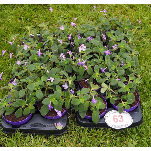 63 - African Violet(Streptocarpus) - 16