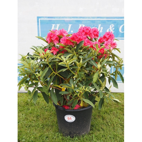 64 - Large Rhododendron - 1