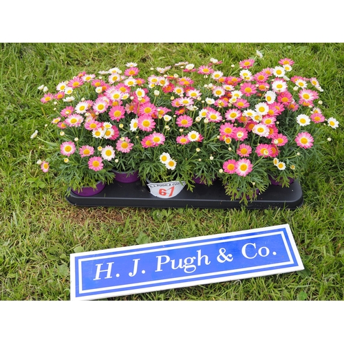 67 - Pink Argyranthemum - 12