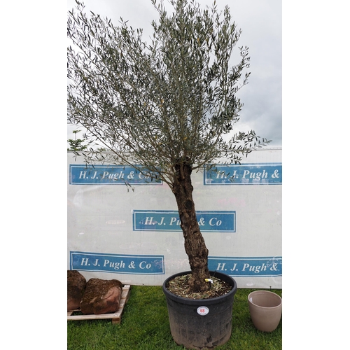 68 - Specimen Olive tree 12ft - 1