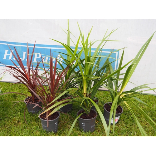 85 - Cordyline mix - 6