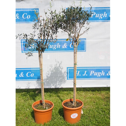 687 - Standard Olive trees 6ft - 2