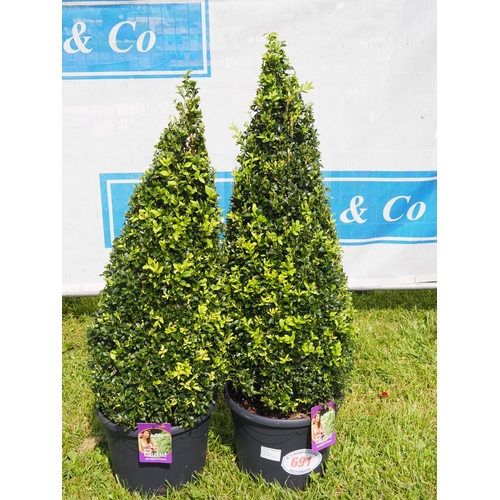 691 - Pyramid shaped Buxus 3ft - 2