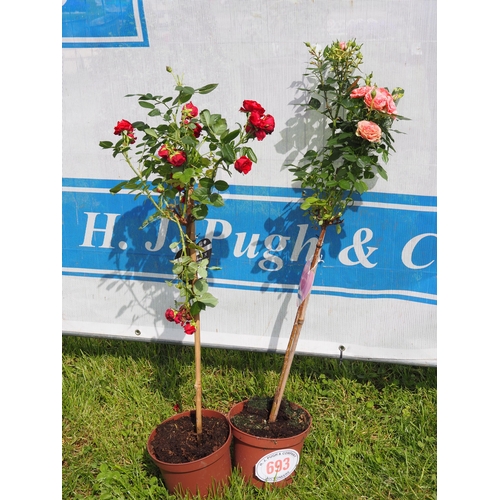 693 - Standard Rose 3ft - 2