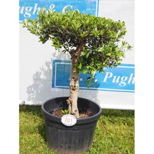 701 - Standard Olive tree 4ft - 1