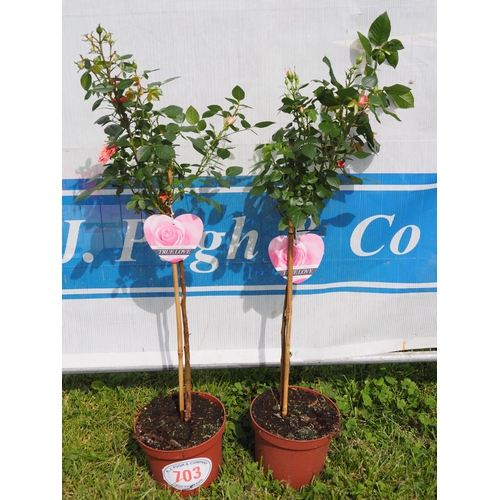 703 - Standard Rose 3ft - 2