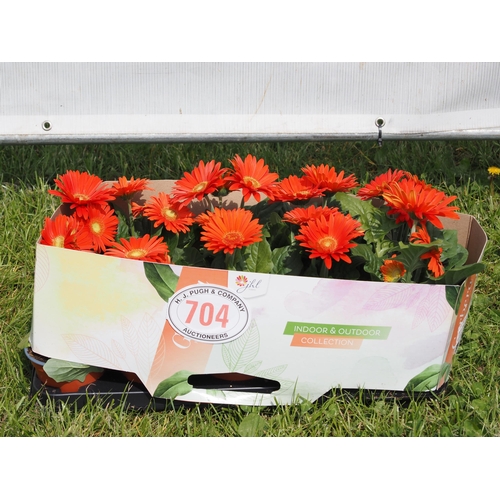 704 - Gerbera Orange - 10