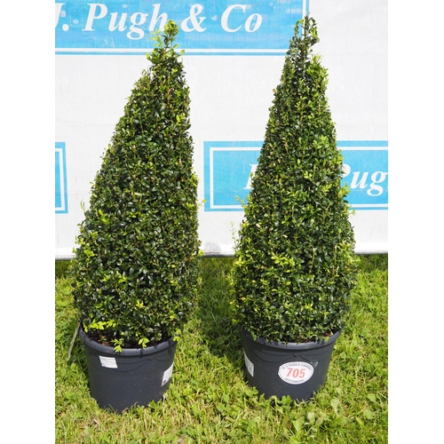 705 - Pyramid Buxus 3ft - 2