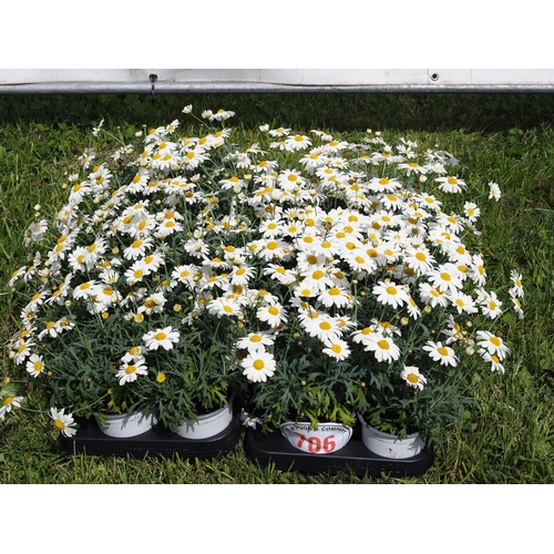 706 - Argyranthemum - 24