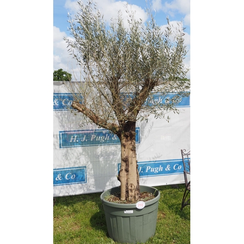 710 - Specimen Olive tree 10ft - 1