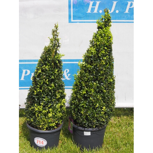 714 - Pyramid Buxus 3ft - 2