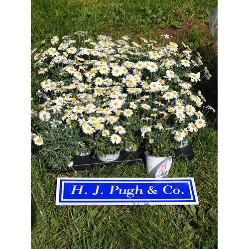 721 - Argyranthemum - 24