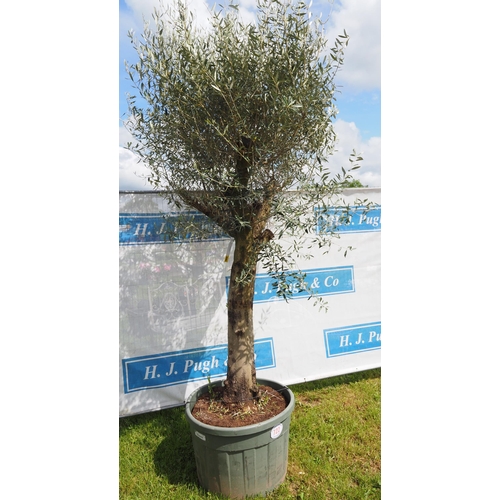 722 - Specimen Olive tree 10ft - 1