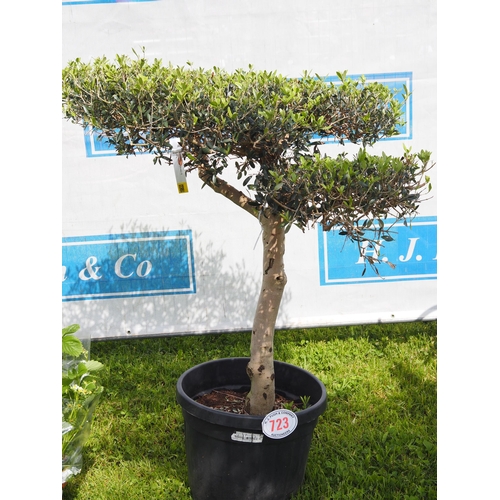 723 - Cloud top Olive tree 4-5ft - 1