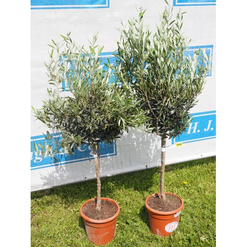 727 - Standard Olive trees 4ft - 2