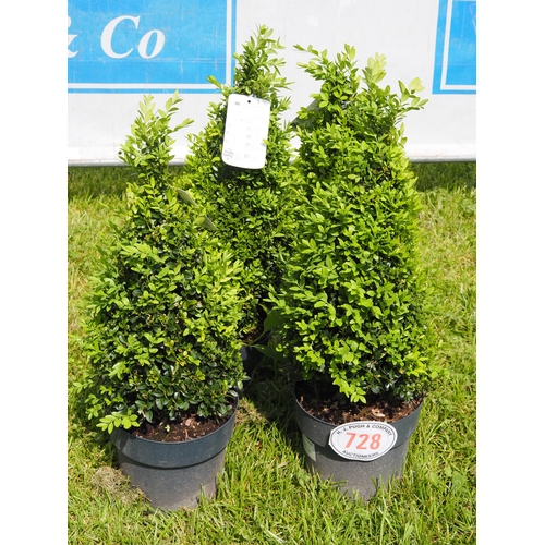 728 - Pyramid Buxus plants 2ft - 4